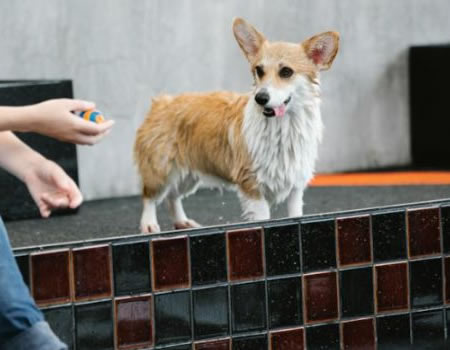 柯基小短腿的可爱伙伴