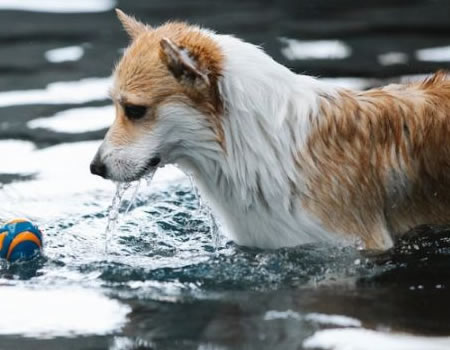 柯基犬的日常护理