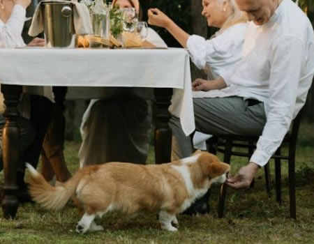 与柯基犬培养亲密关系的秘诀