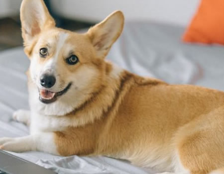 柯基犬的幸福生活