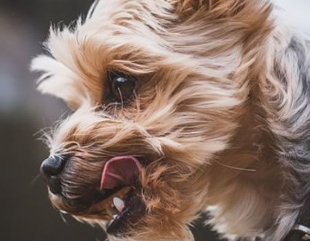 了解约克夏犬的性格与特点