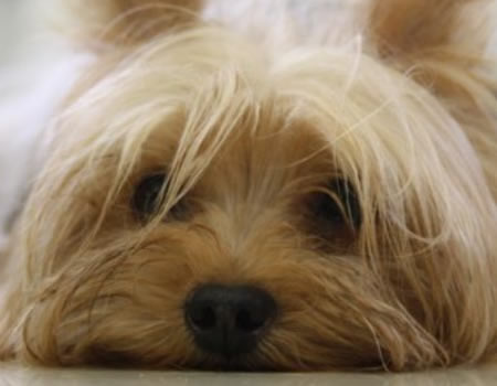 约克夏犬的日常护理常见问题