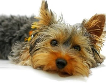 培养一只听话、快乐的约克夏犬