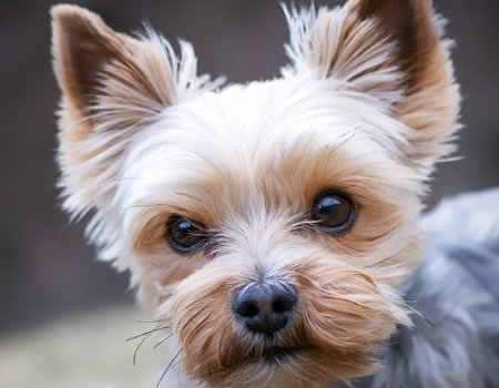 约克夏犬的常见疾病、预防和保健