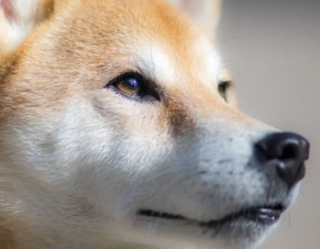 了解柴犬的性格与训练特点