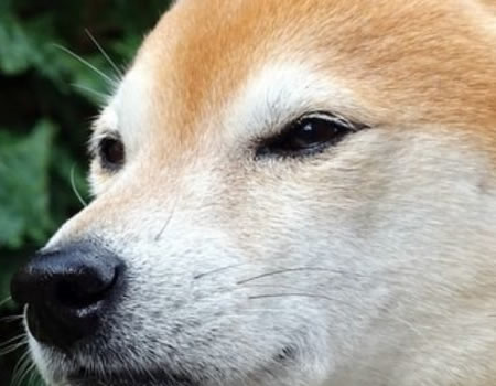 柴犬的毛发、健康和常见问题