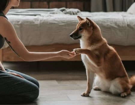 培养一只忠诚、活泼的柴犬