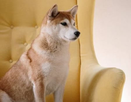 柴犬的常见疾病、预防和保健