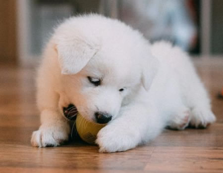 为你的萨摩耶准备的日常食谱