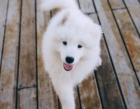 萨摩耶为什么叫萨摩耶