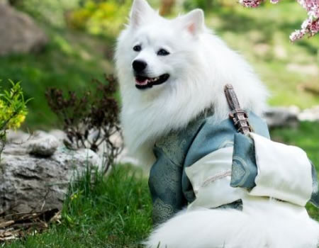 如何与你的萨摩耶建立深厚的日常亲密关系