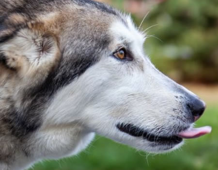 夏季阿拉斯加犬的防暑注意事项
