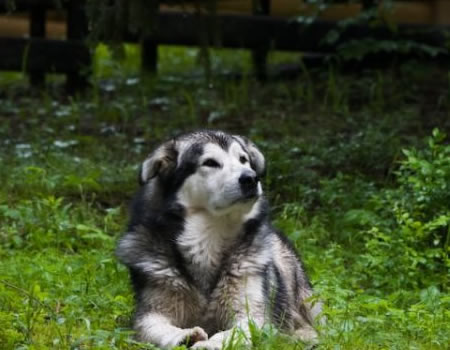 阿拉斯加犬的睡眠：提供舒适的休息环境