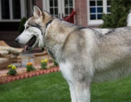 阿拉斯加犬的牵引：正确使用项圈和胸背带