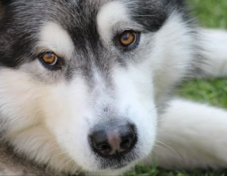 阿拉斯加犬的年龄和成长阶段：关注不同阶段的需求