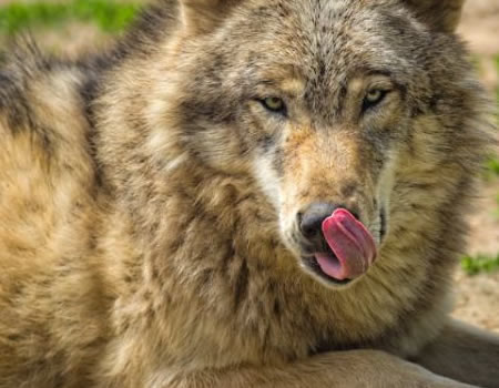 如何照顾捷克狼犬的日常营养需求