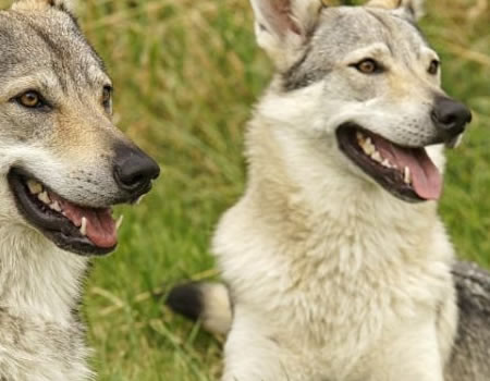 捷克狼犬的日常训练和社交技巧