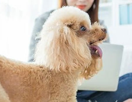 怎么让小狗狗习惯独自在家?