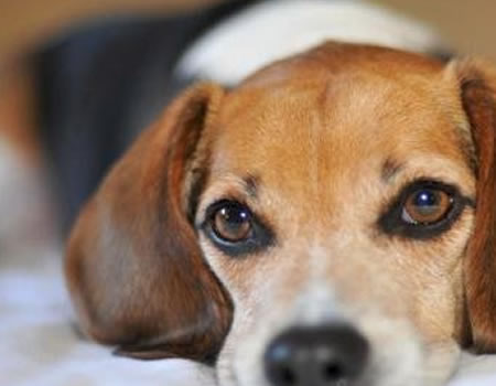 喉咙一直吞咽的狗狗是不是生病了?