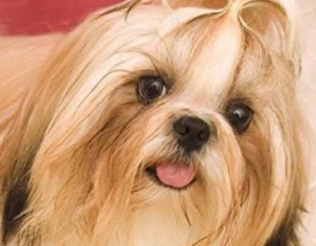 护理狗狗的毛发有哪些方法?