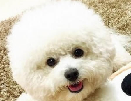 宠物狗狗的脚部该怎么护理?