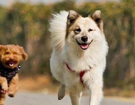 哪些狗狗要小心运动过量？