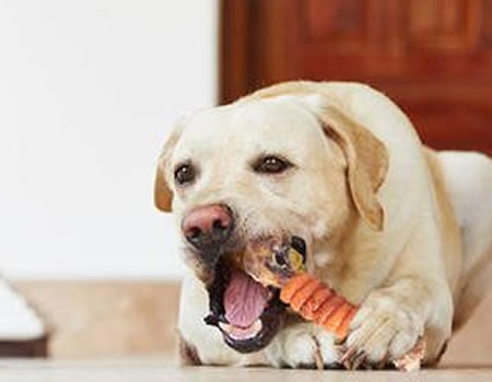 哪些东西适合给狗狗磨牙?