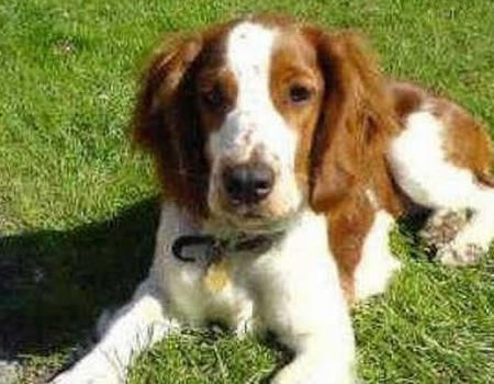 怎么预防狗狗皮肤真菌病?