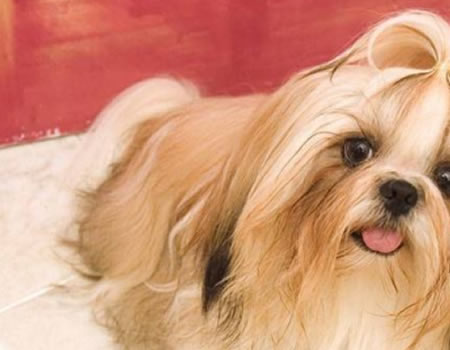 如何防治犬耳痒螨病?