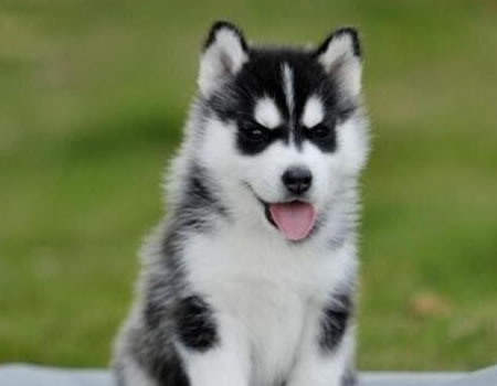 怎样防治犬焦虫病？