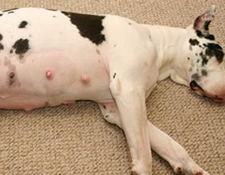 怎样饲养管理好妊娠母犬？