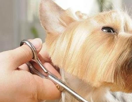 如何利用剪刀给狗狗修剪毛发？