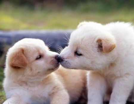 幼犬刚到家“需谨慎”，6大禁忌绝不能犯！