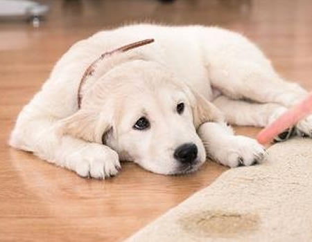 如何训练狗狗定点上厕所？