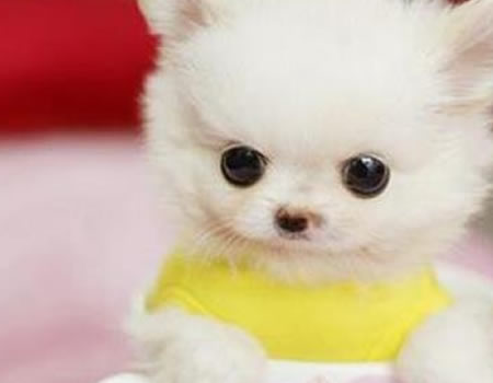 怎样判别狗狗过敏性皮炎和溢脂性皮炎？