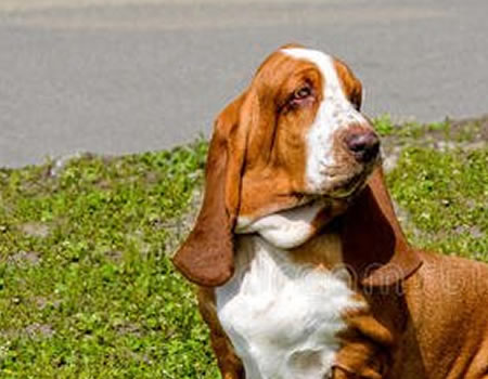 如何训练狗狗学会等待？