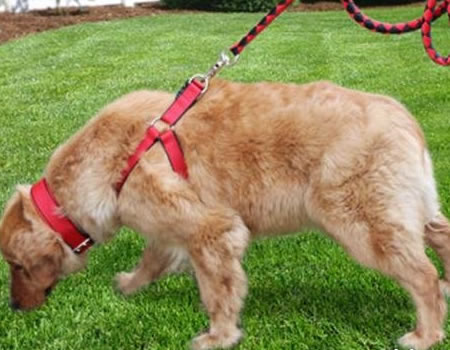 让狗狗听话的训练方法