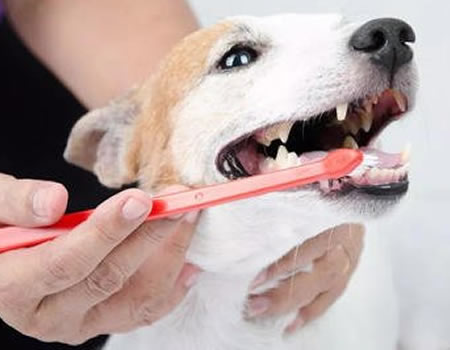 狗狗刷牙的注意事项