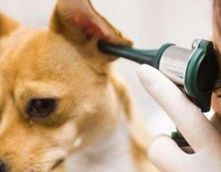 如何给狗狗测量体温