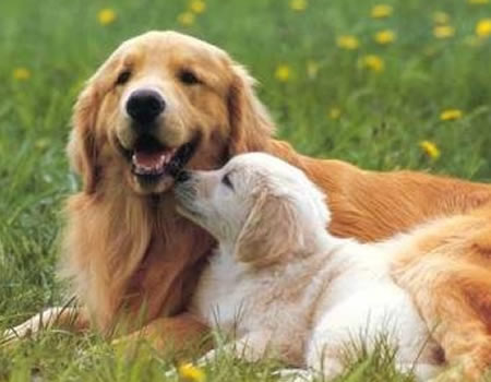 如何给狗狗灌肠？