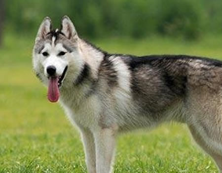 造成哈士奇犬眼屎多的原因