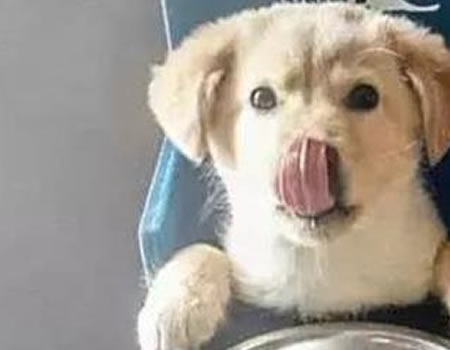 狗消化食物需要多长时间？