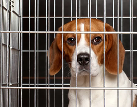 笼子对狗狗来说是必要的吗？