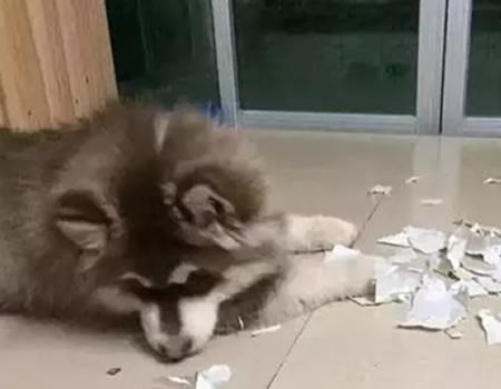 狗狗为什么爱撕纸？