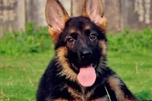 养出健康德国牧羊犬的黄金指南