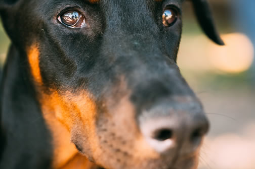 杜宾犬美容：3大技巧让你的爱犬变身超模！