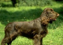 博伊金猎犬是什么品种的宠物狗？我们需要怎么饲养呢