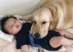 狗狗界的“大暖男”，孩子们的“保姆”——金毛犬！