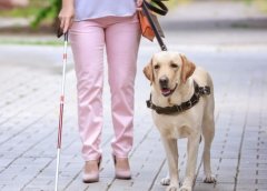 适合家庭饲养的宠物狗：拉布拉多犬