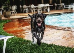 2020十大最受家庭喜爱的犬类品种，你家宠物狗排第几？